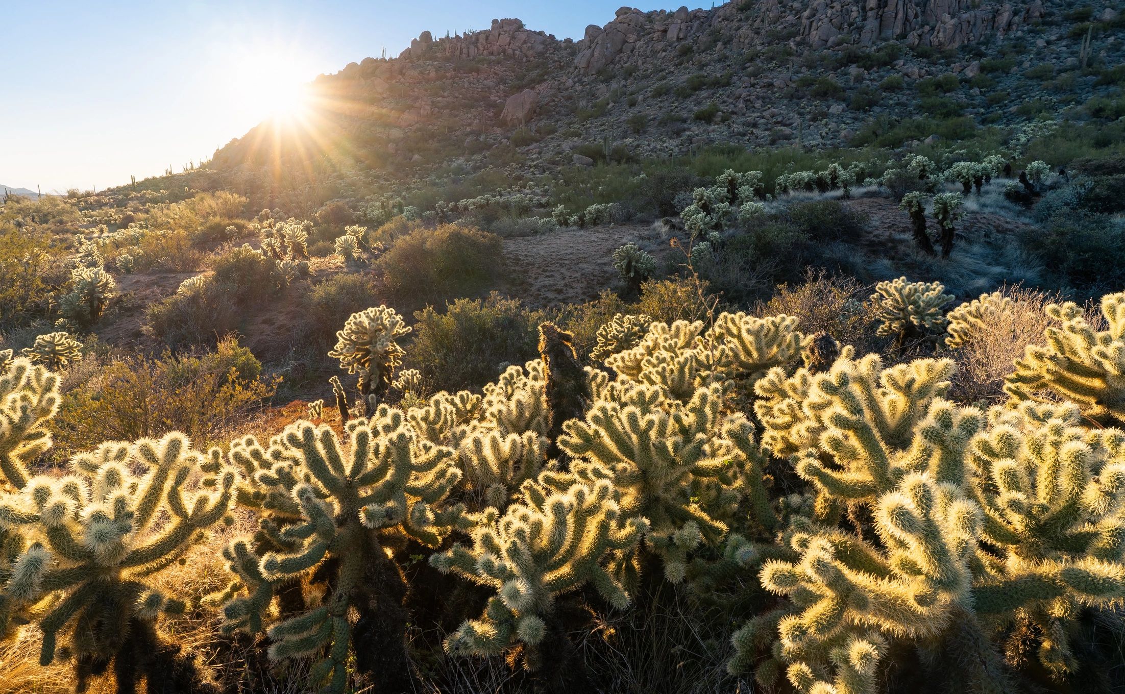 Scottsdale, Arizona desert landscape representing Noble Restorations local service area